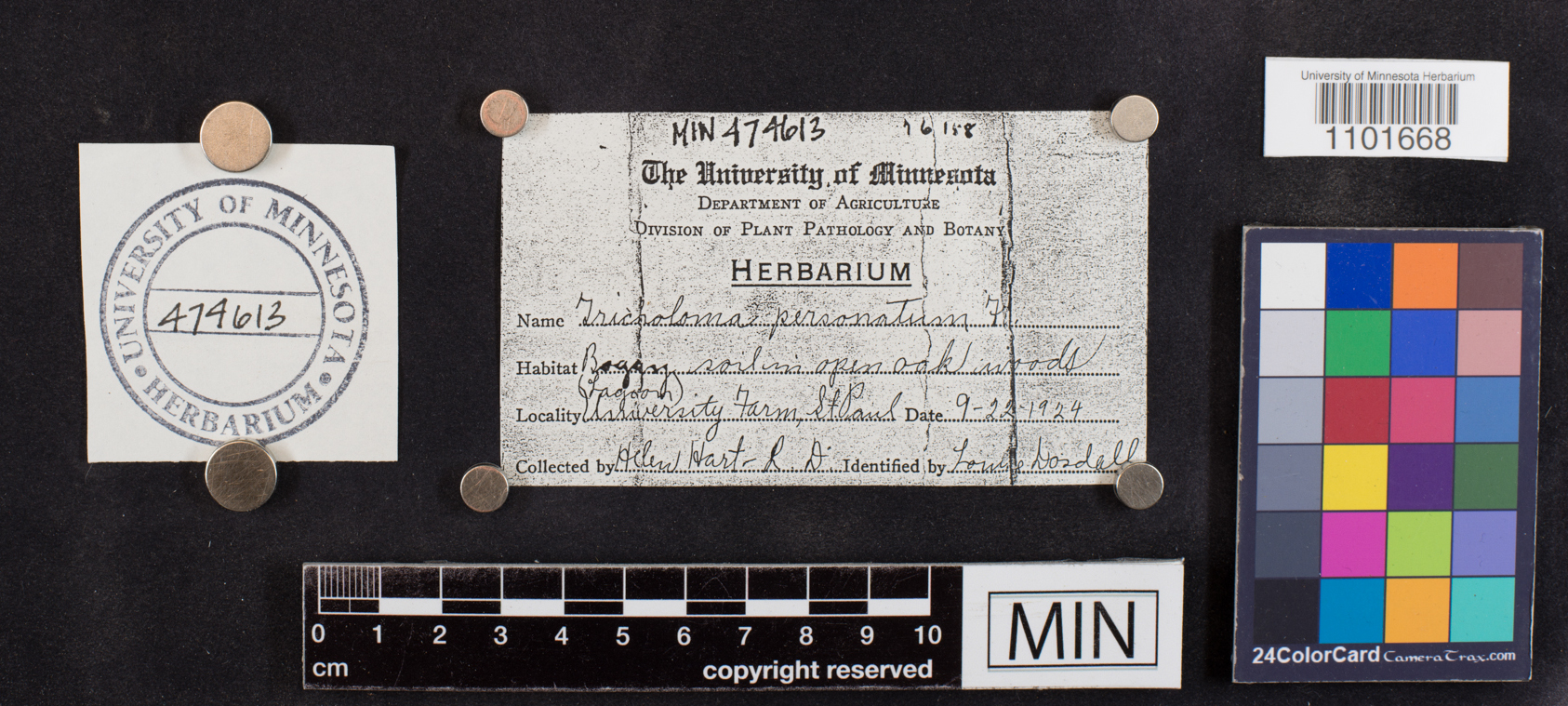 Tricholoma personatum image