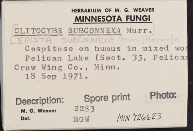 Lepista subconnexa image