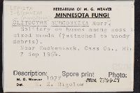 Lepista subconnexa image