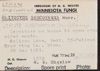 Lepista subconnexa image