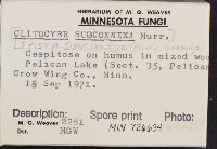 Lepista subconnexa image