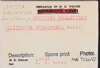 Clitocybe subconnexa image