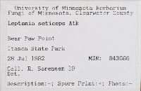 Leptonia seticeps image