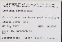 Leptonia clintoniana image