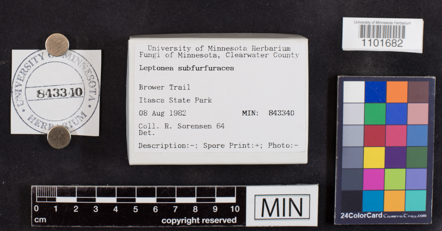 Leptonia subfurfuracea image