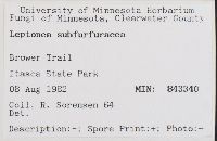 Leptonia subfurfuracea image