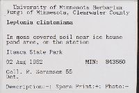 Leptonia clintoniana image