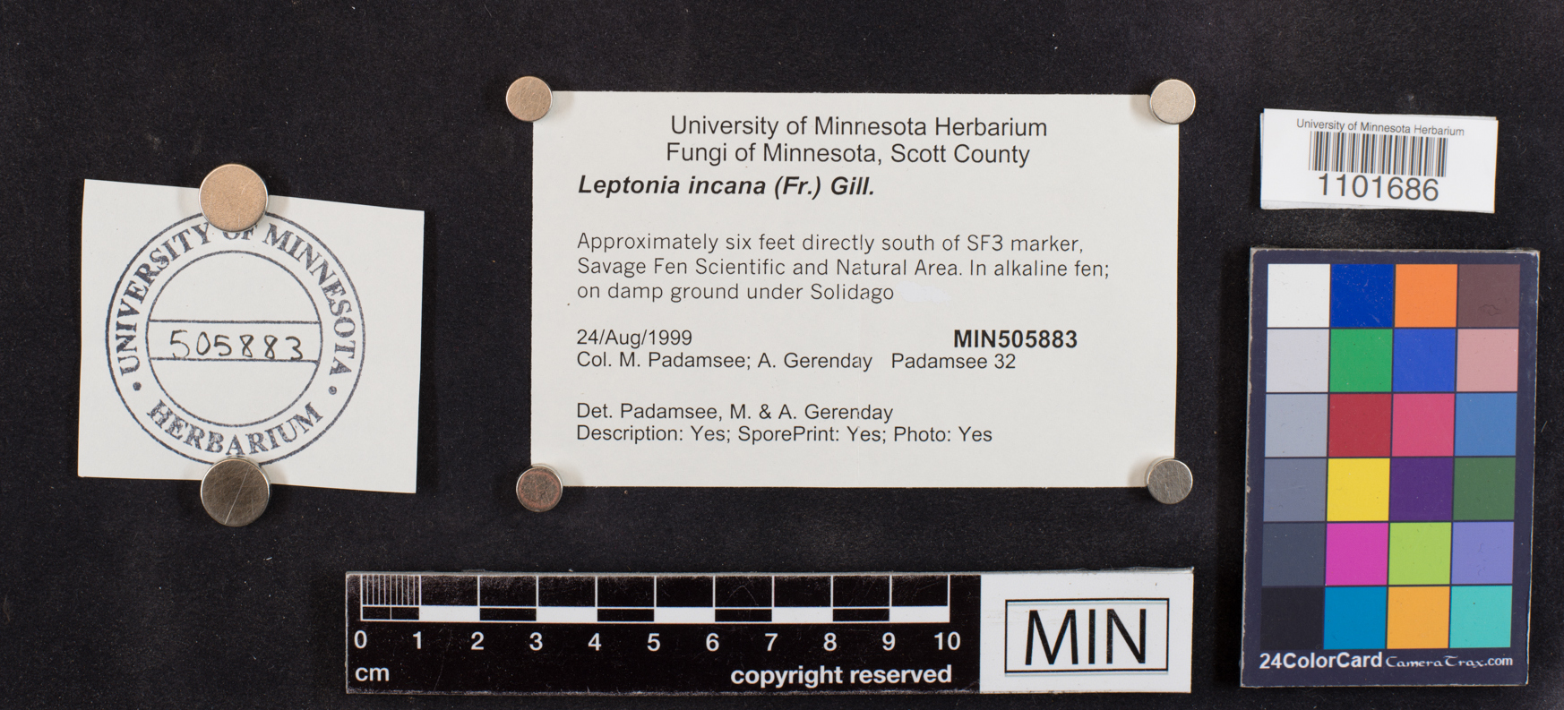 Entoloma incanum image