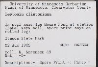 Leptonia clintoniana image