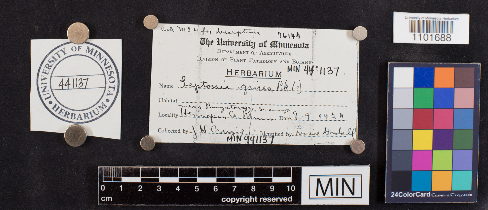 Leptonia grisea image