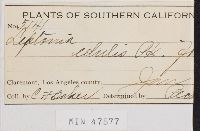 Leptonia edulis image