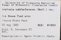Leptonia subfurfuracea image