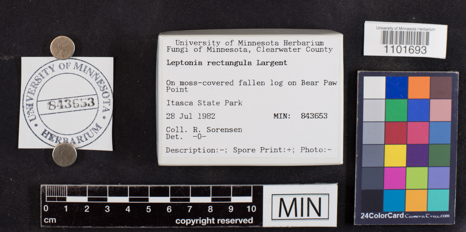 Leptonia rectangula image