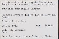 Leptonia rectangula image