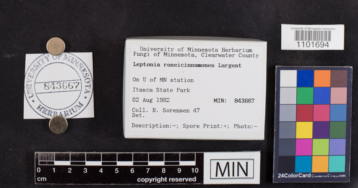 Leptonia roseicinnamonea image