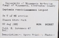 Leptonia roseicinnamonea image