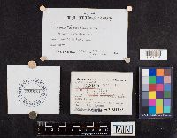 Leucogloea compressa image