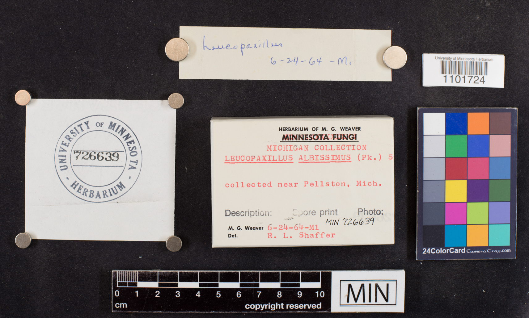 Leucopaxillus albissimus image