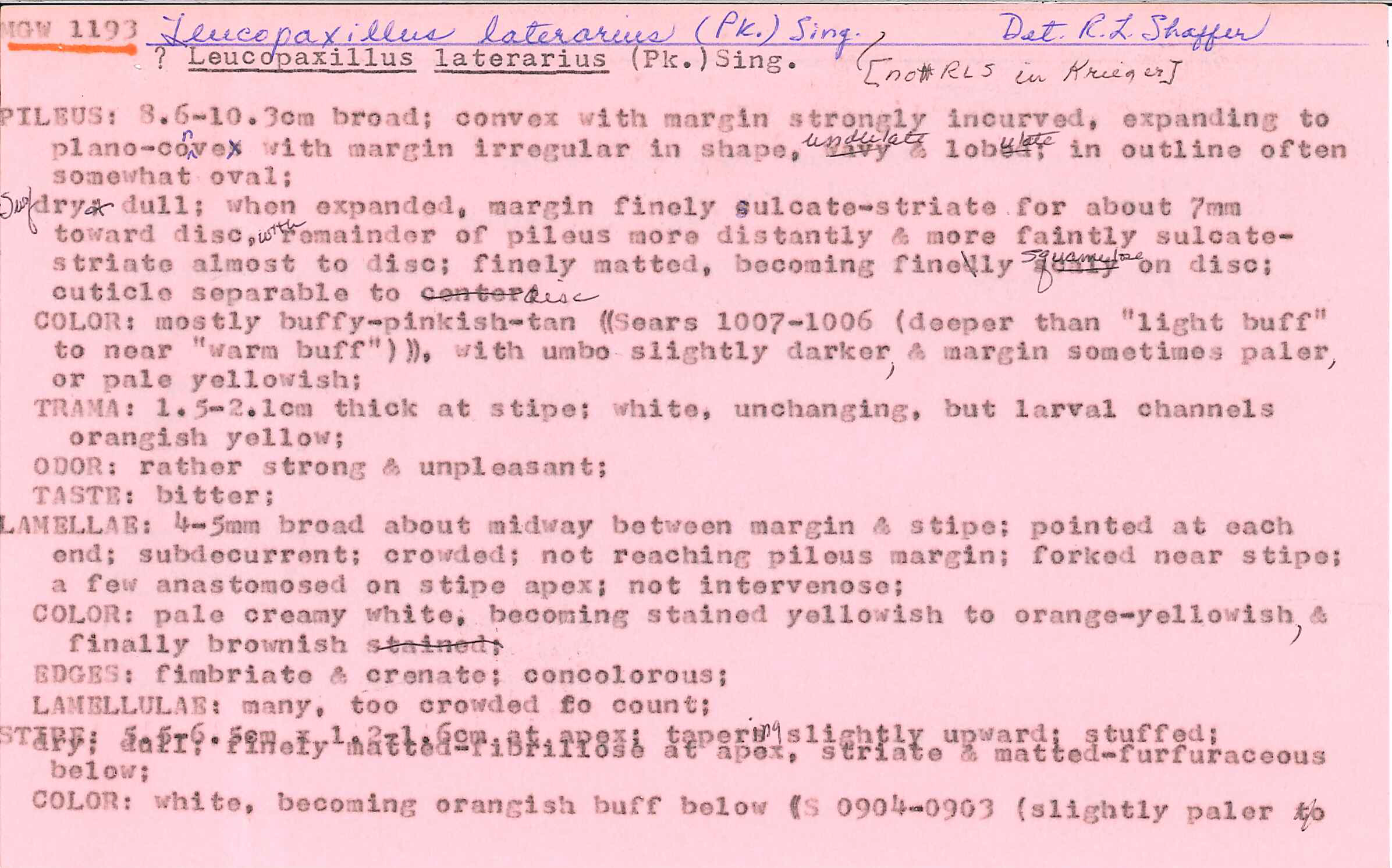 Leucopaxillus laterarius image