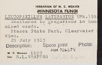 Leucopaxillus laterarius image