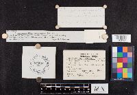 Leucopaxillus laterarius image