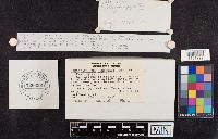 Leucopaxillus giganteus image