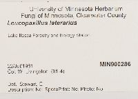Leucopaxillus laterarius image