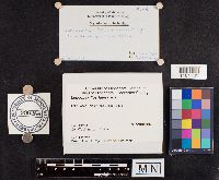 Leucopaxillus laterarius image