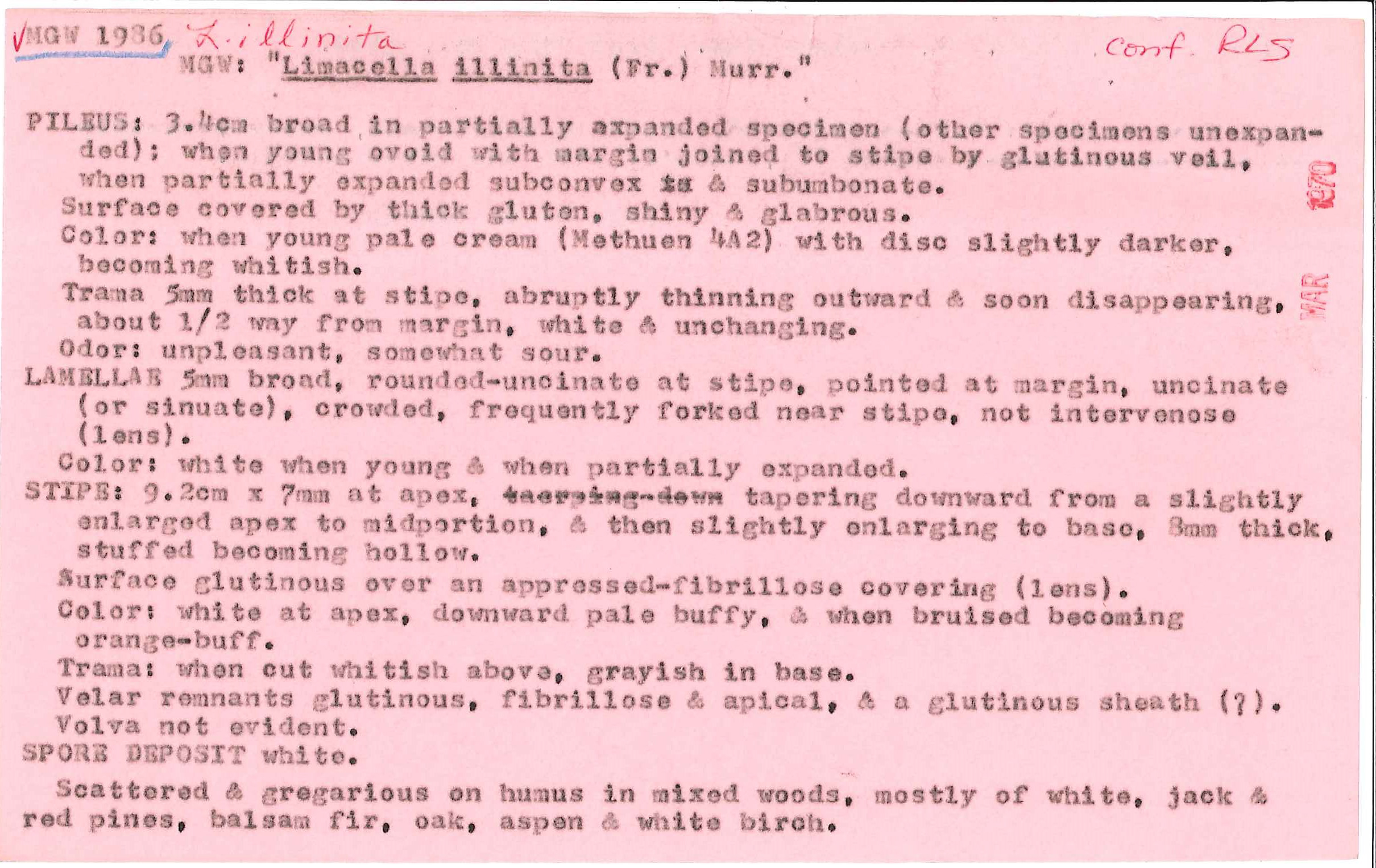 Limacella illinita image