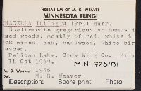 Limacella illinita image