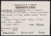 Limacella illinita image