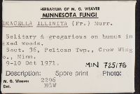 Limacella illinita image