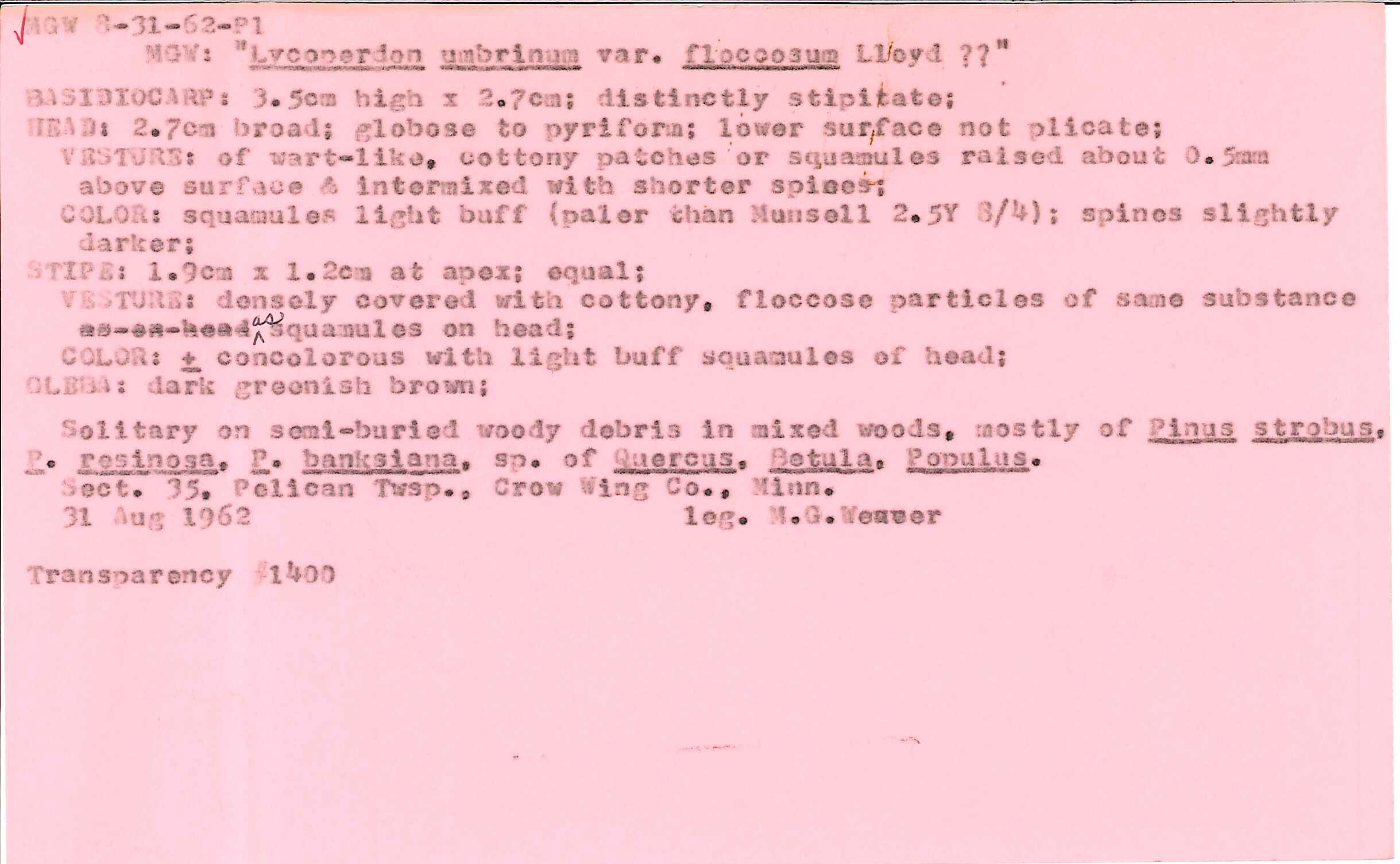 Lycoperdon umbrinum var. floccosum image