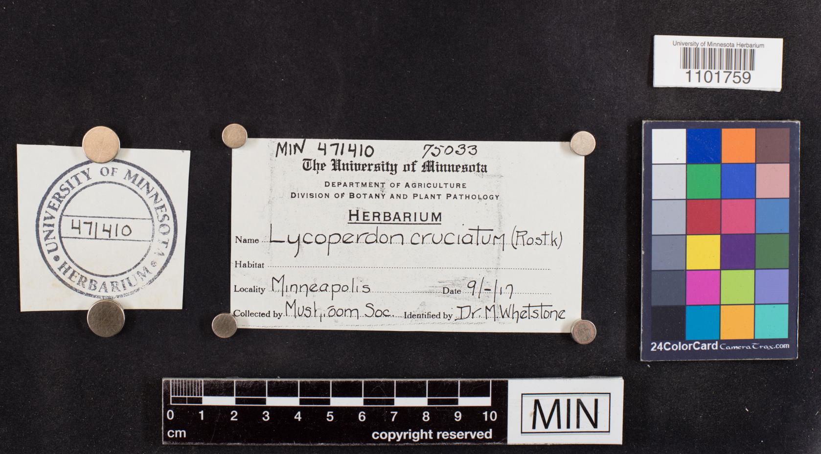 Lycoperdon cruciatum image