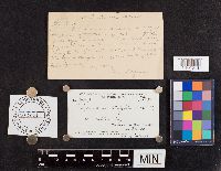 Media resource of Lycoperdon wrightii