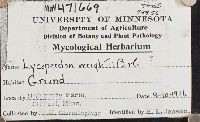 Lycoperdon wrightii image