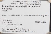 Lyophyllum semitale image