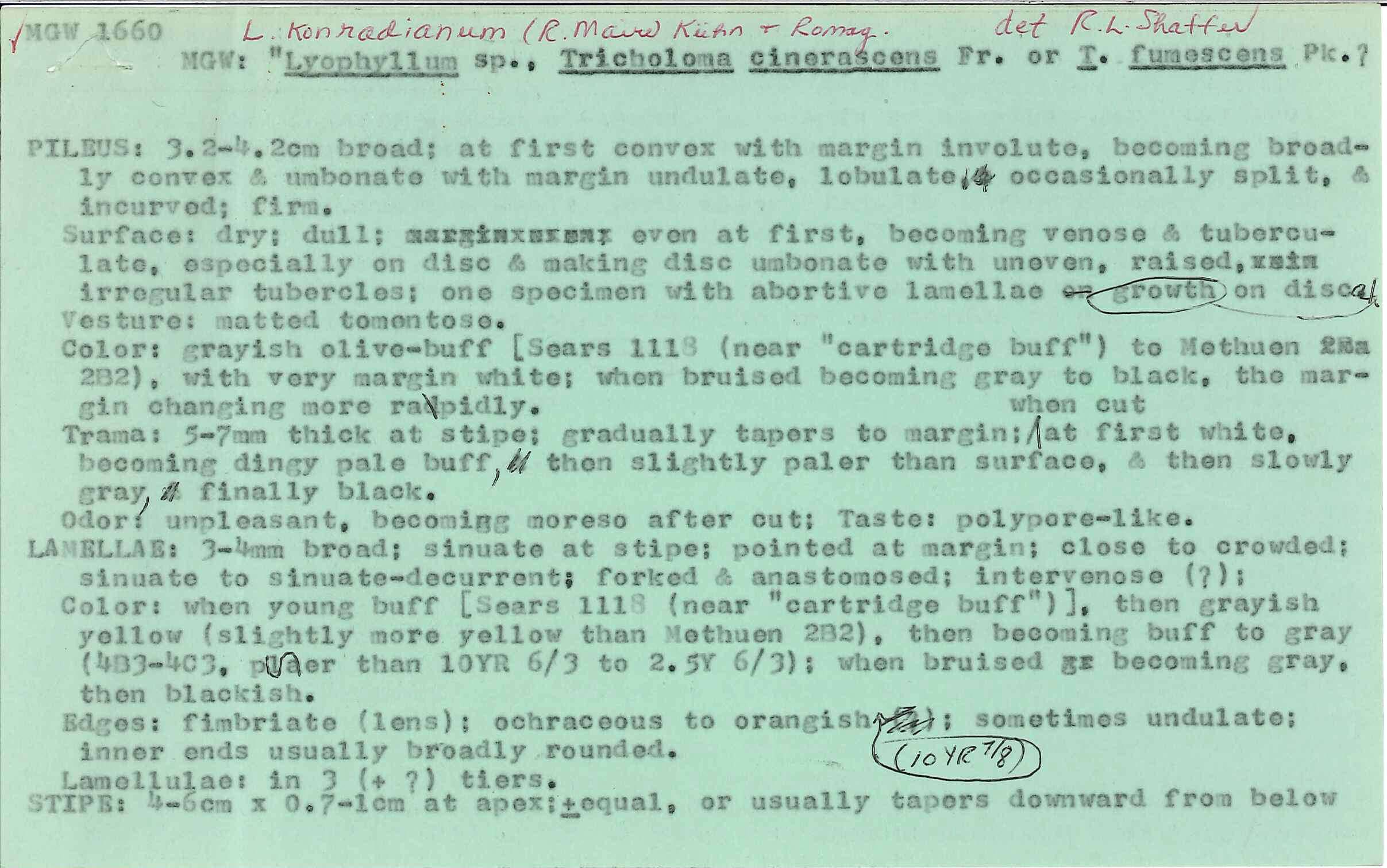 Lyophyllum konradianum image