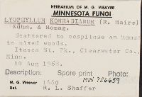 Lyophyllum konradianum image