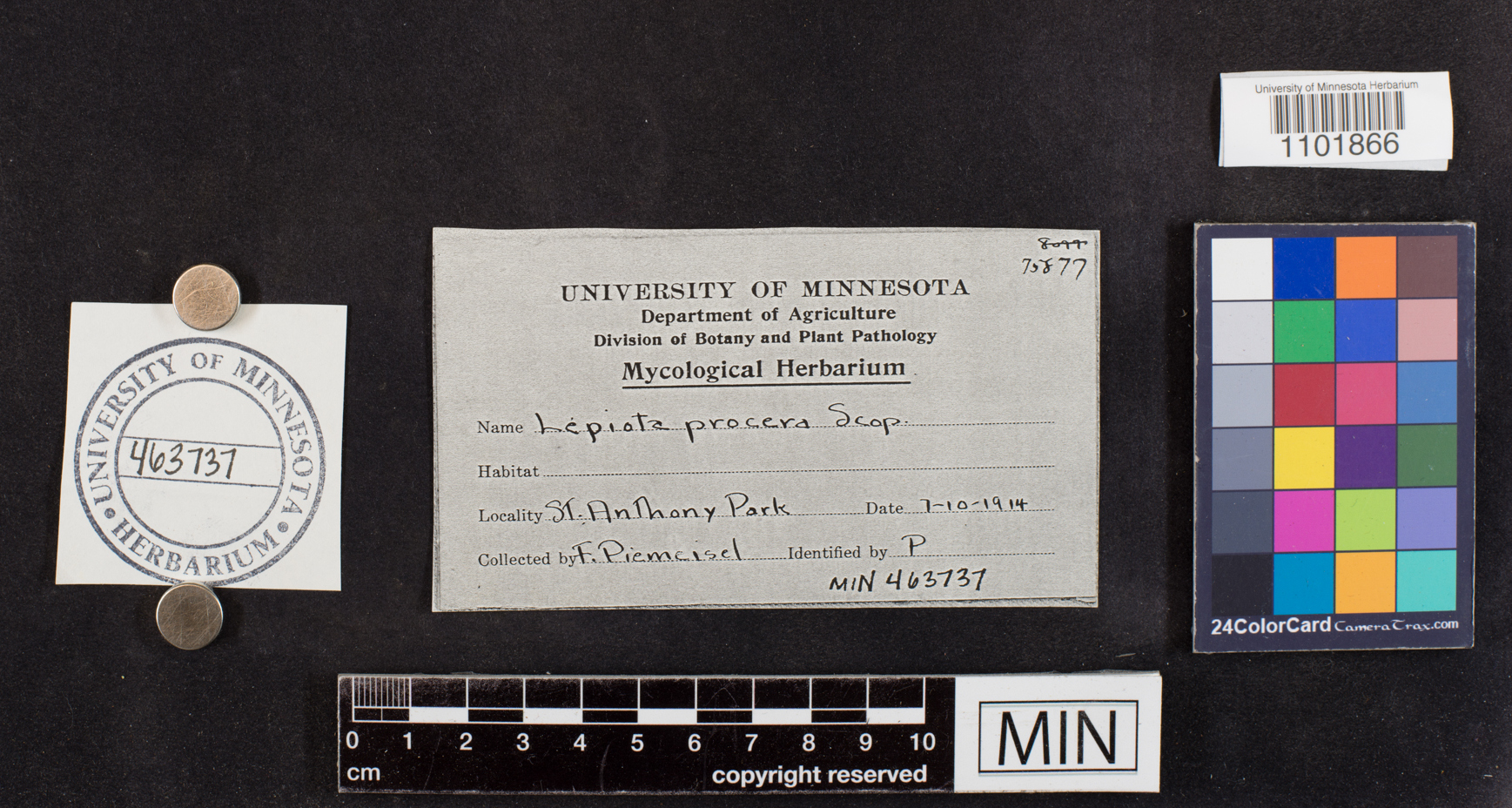 Macrolepiota procera image