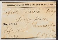 Macrolepiota procera image