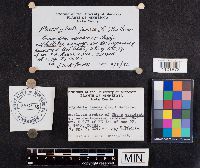 Macrotyphula juncea image