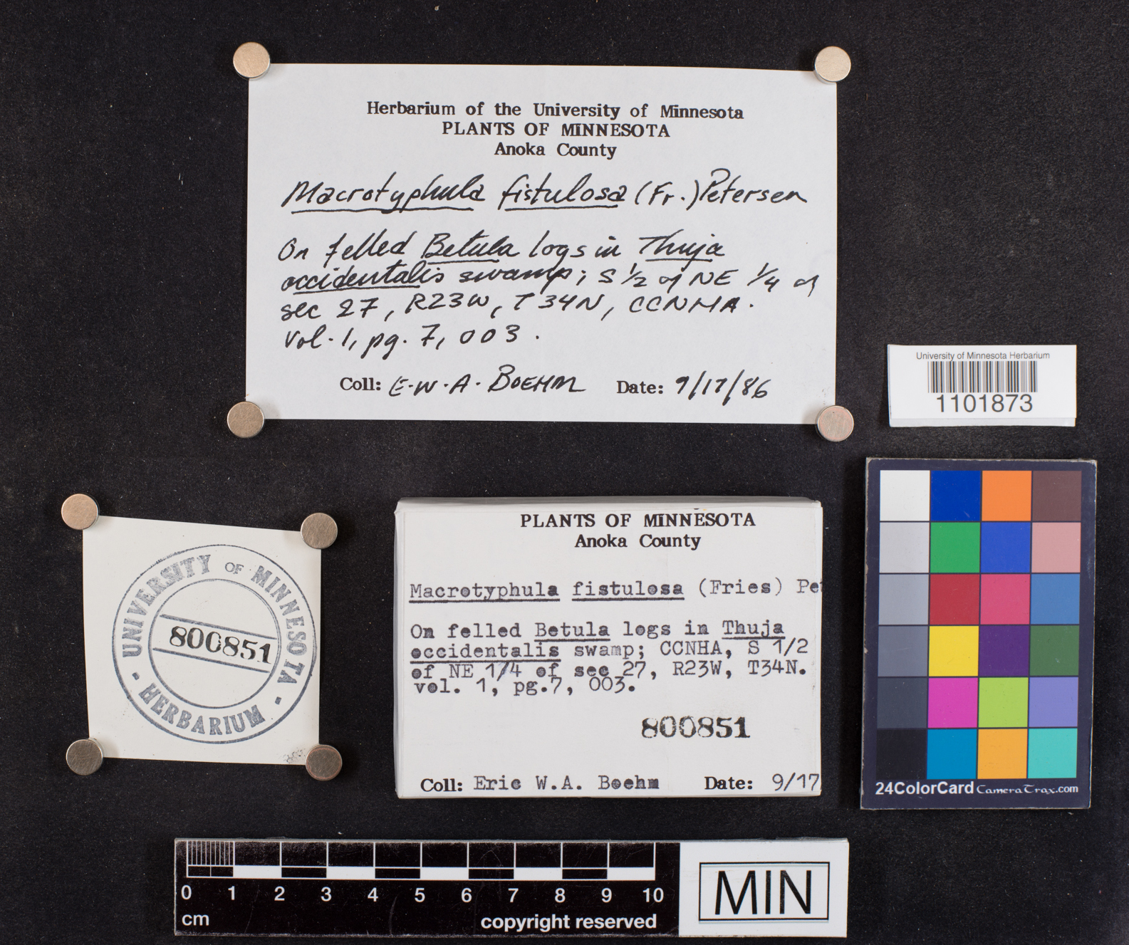 Macrotyphula fistulosa image