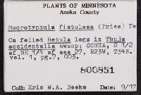 Macrotyphula fistulosa image