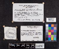 Media resource of Macrotyphula fistulosa