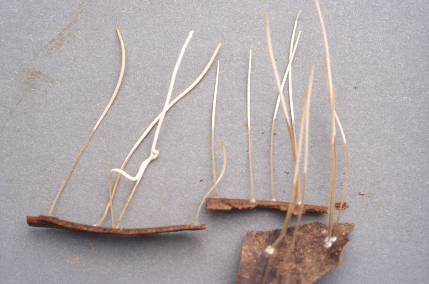 Macrotyphula defibulata image