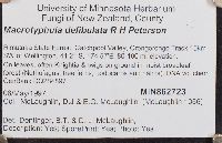 Macrotyphula defibulata image