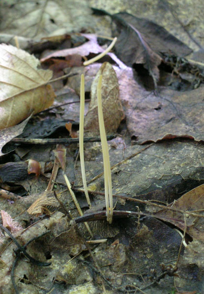Macrotyphula juncea image