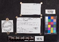 Macrotyphula juncea image