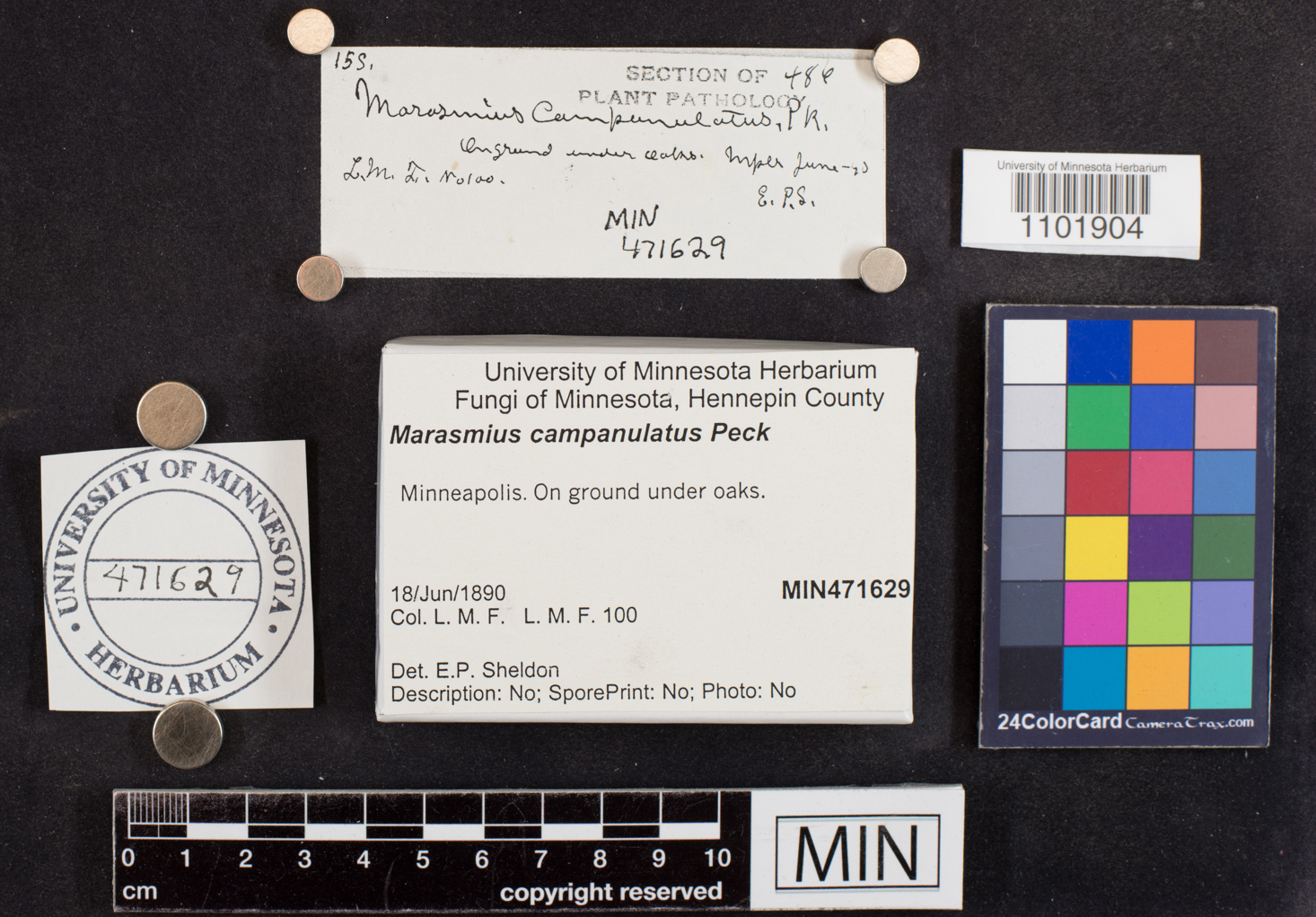 Marasmius campanulatus image